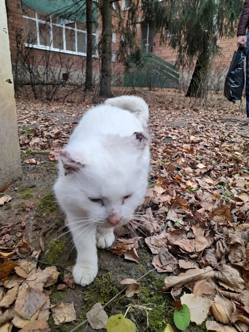 Найдена собака в Орле — фото объявления