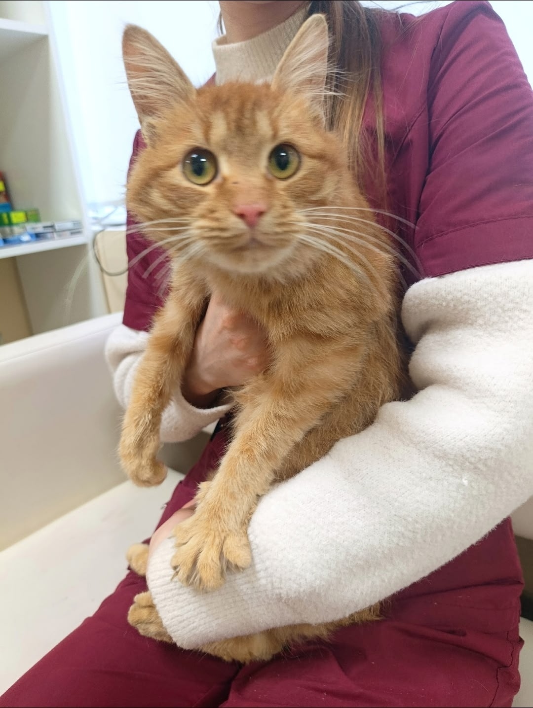 Найдена собака в Орле — фото объявления