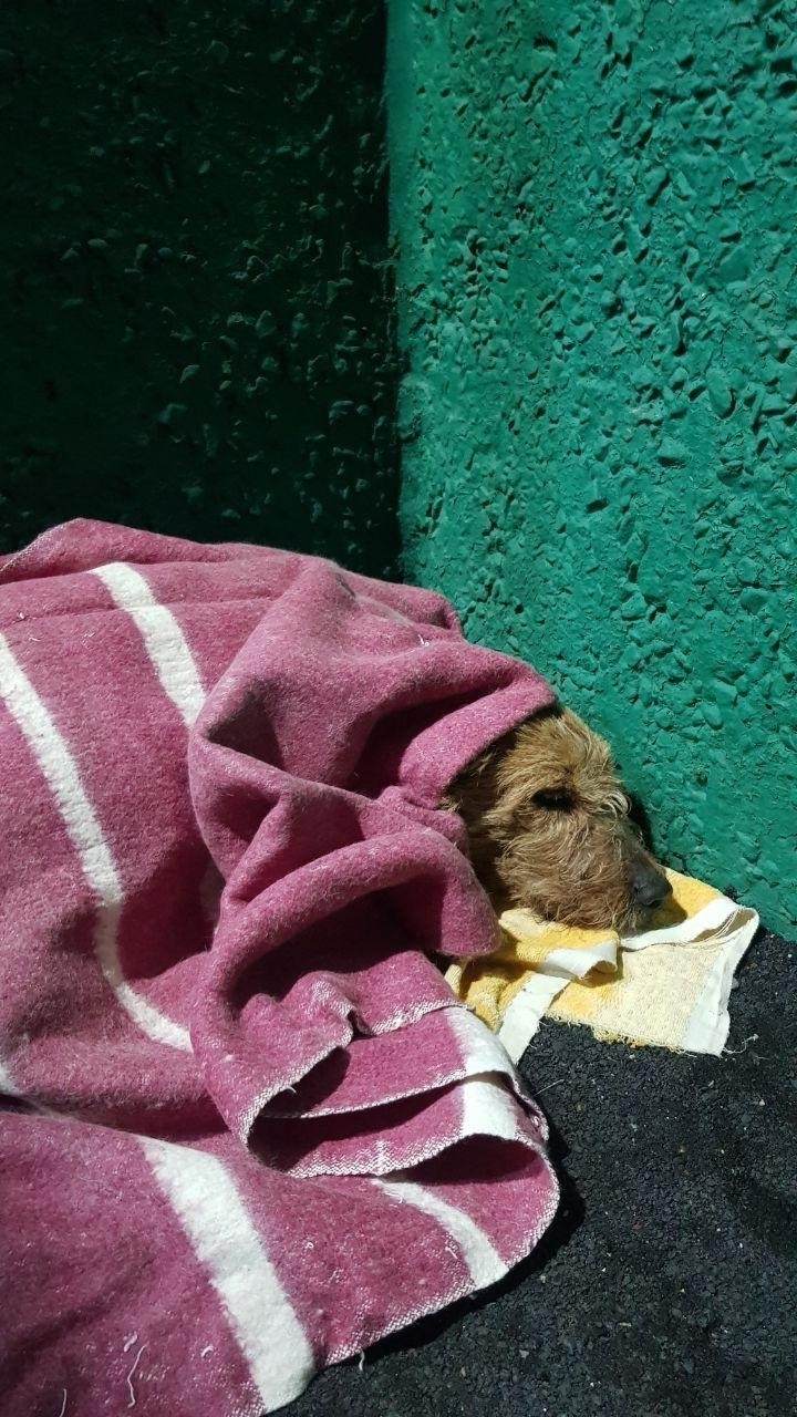 Найдена собака в Орле — фото объявления