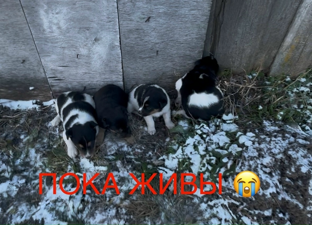 Найдена собака в Орле — фото объявления