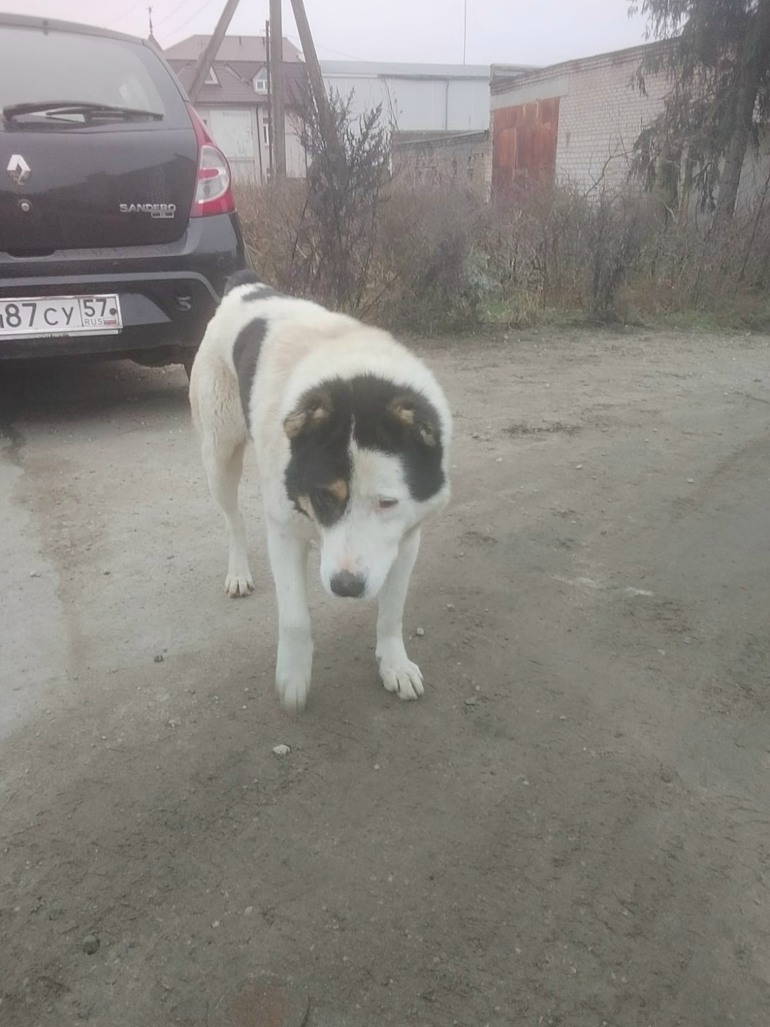 Найдена собака в Орле — фото объявления