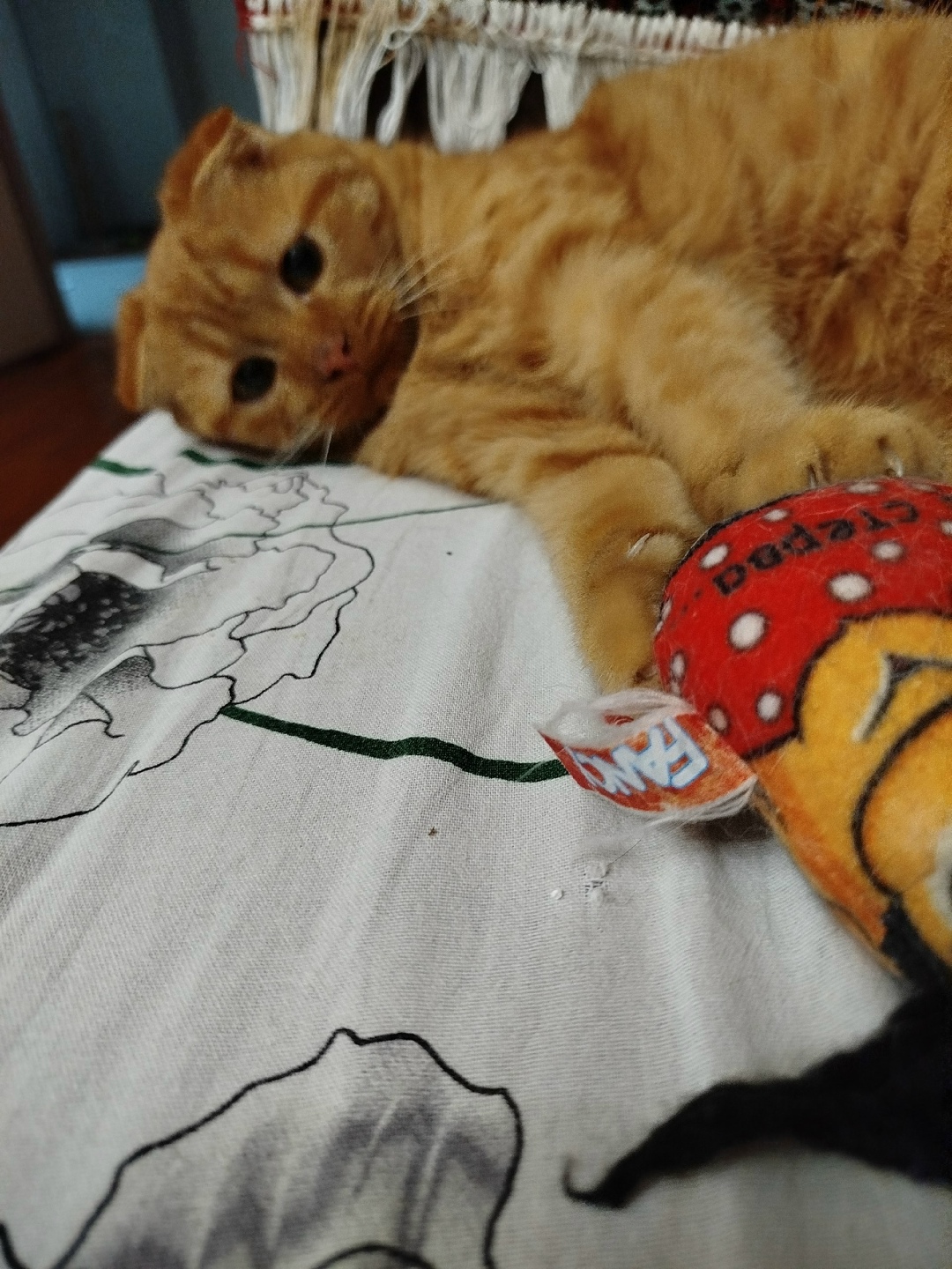 Найдена кошка в Орле — фото объявления