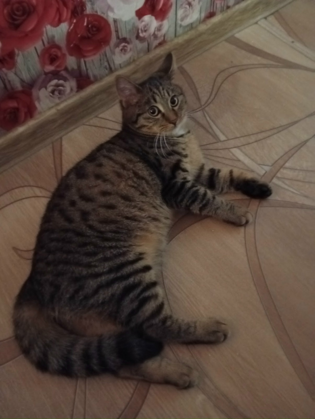 Пропала кошка в Орле — фото объявления