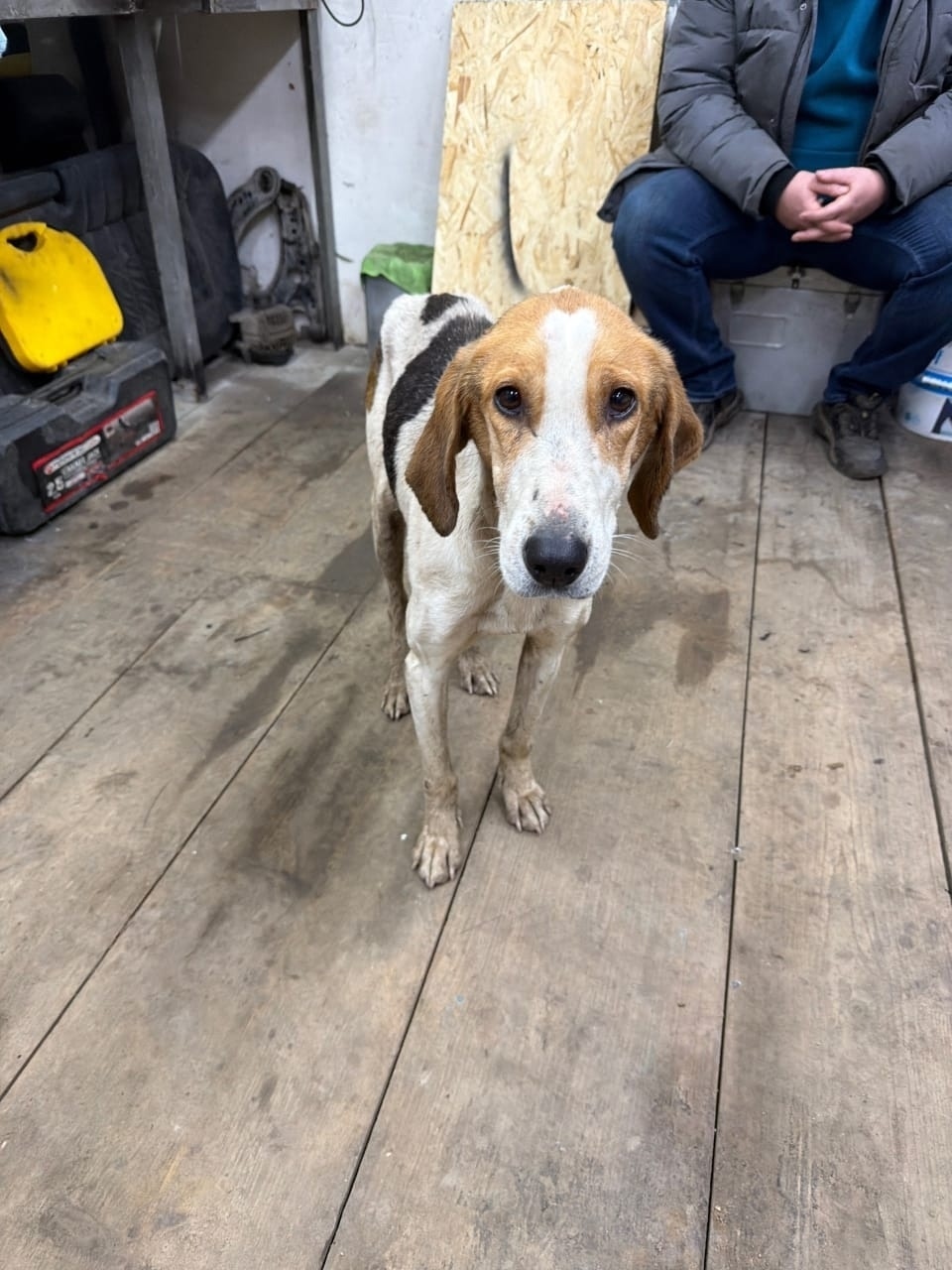 Найдена собака в Орле — фото объявления