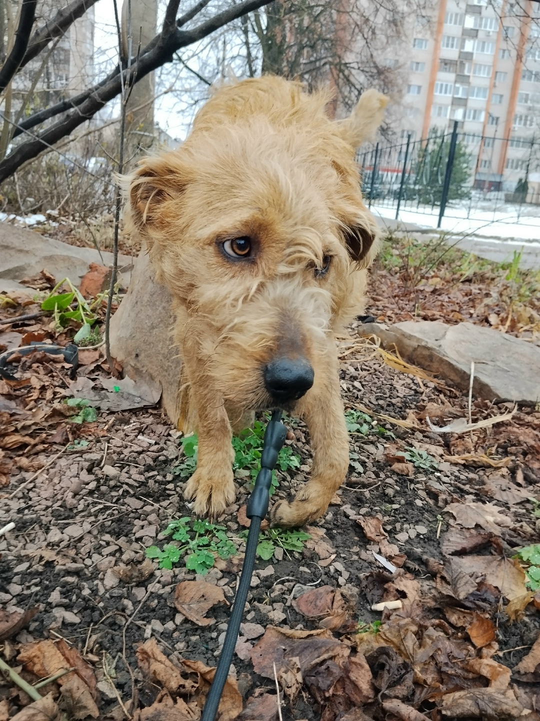 Найдена собака в Орле — фото объявления