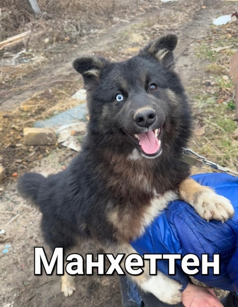 Пропала собака в Орле — фото объявления