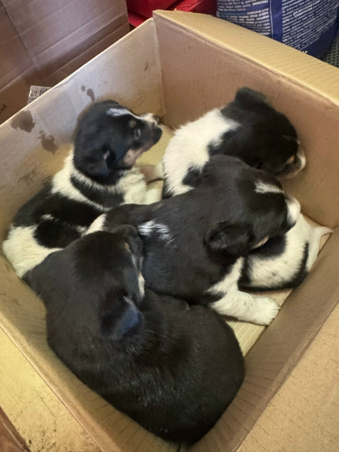 Найдена собака в Орле — фото объявления