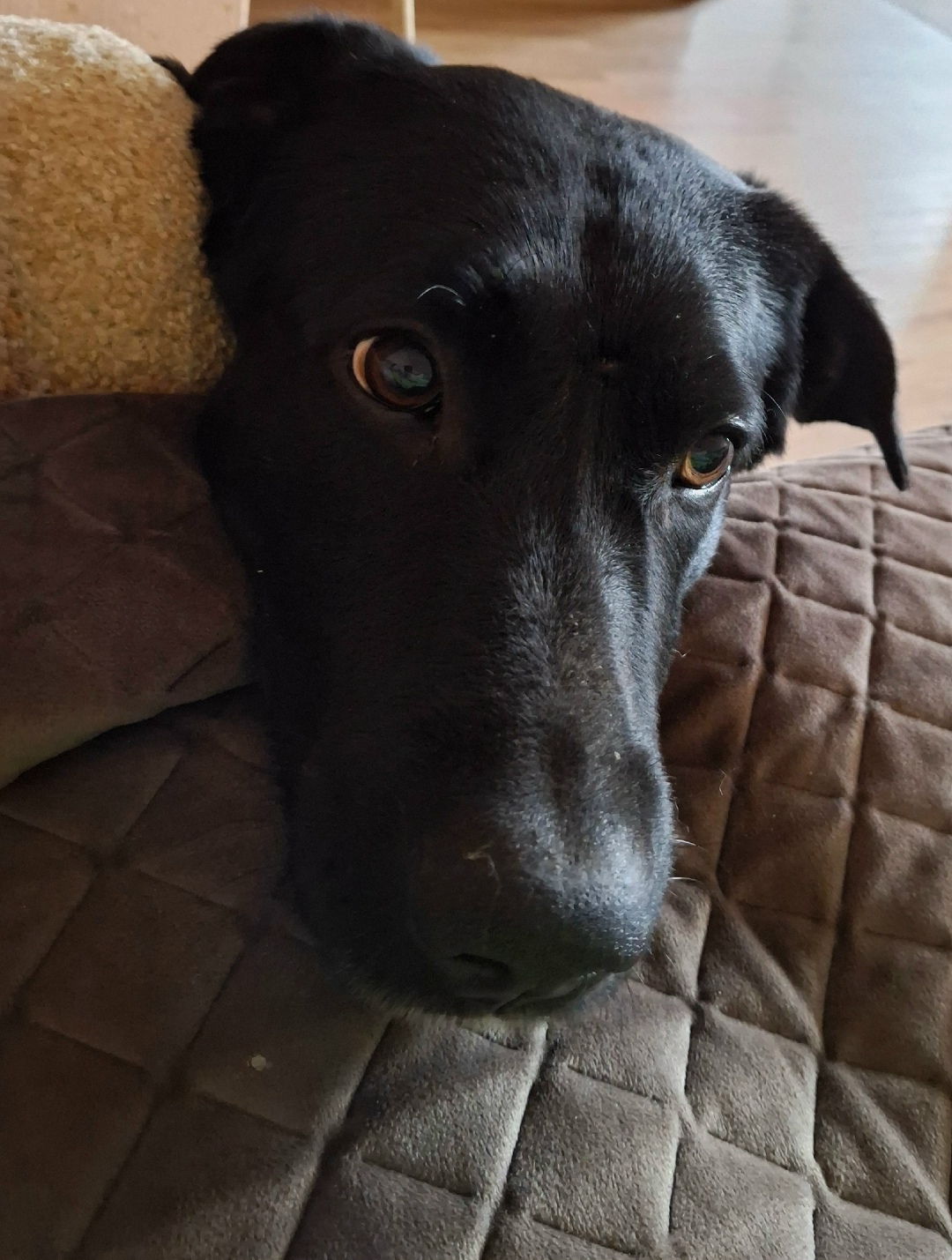 Найдена собака в Орле — фото объявления