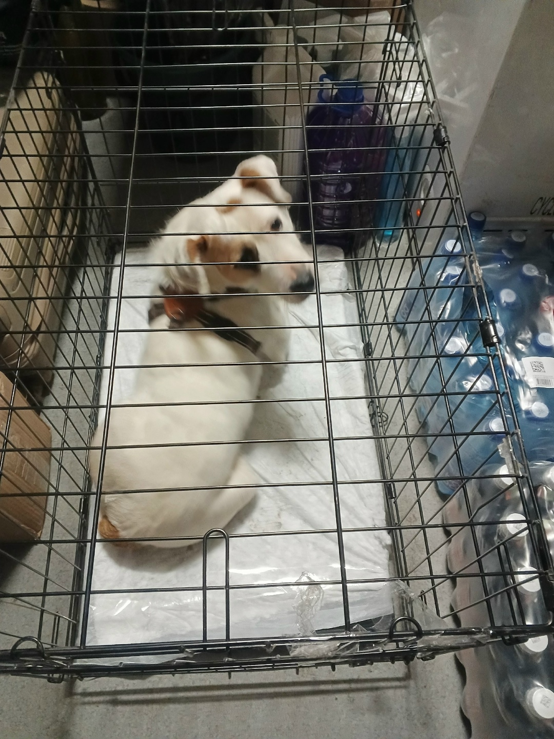 Найдена собака в Орле — фото объявления