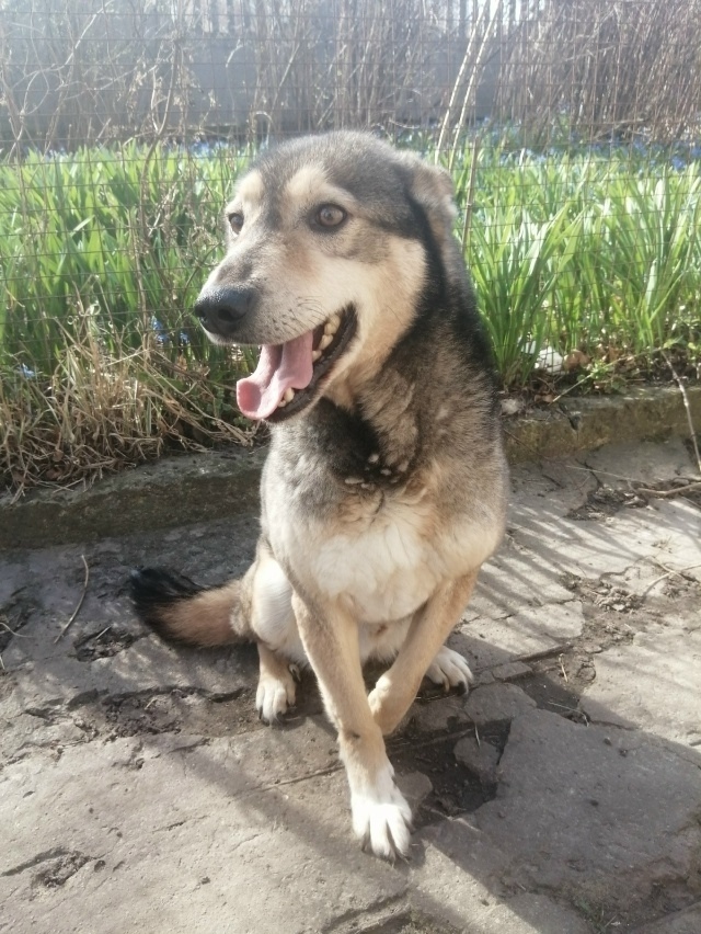 Найдена собака в Орле — фото объявления