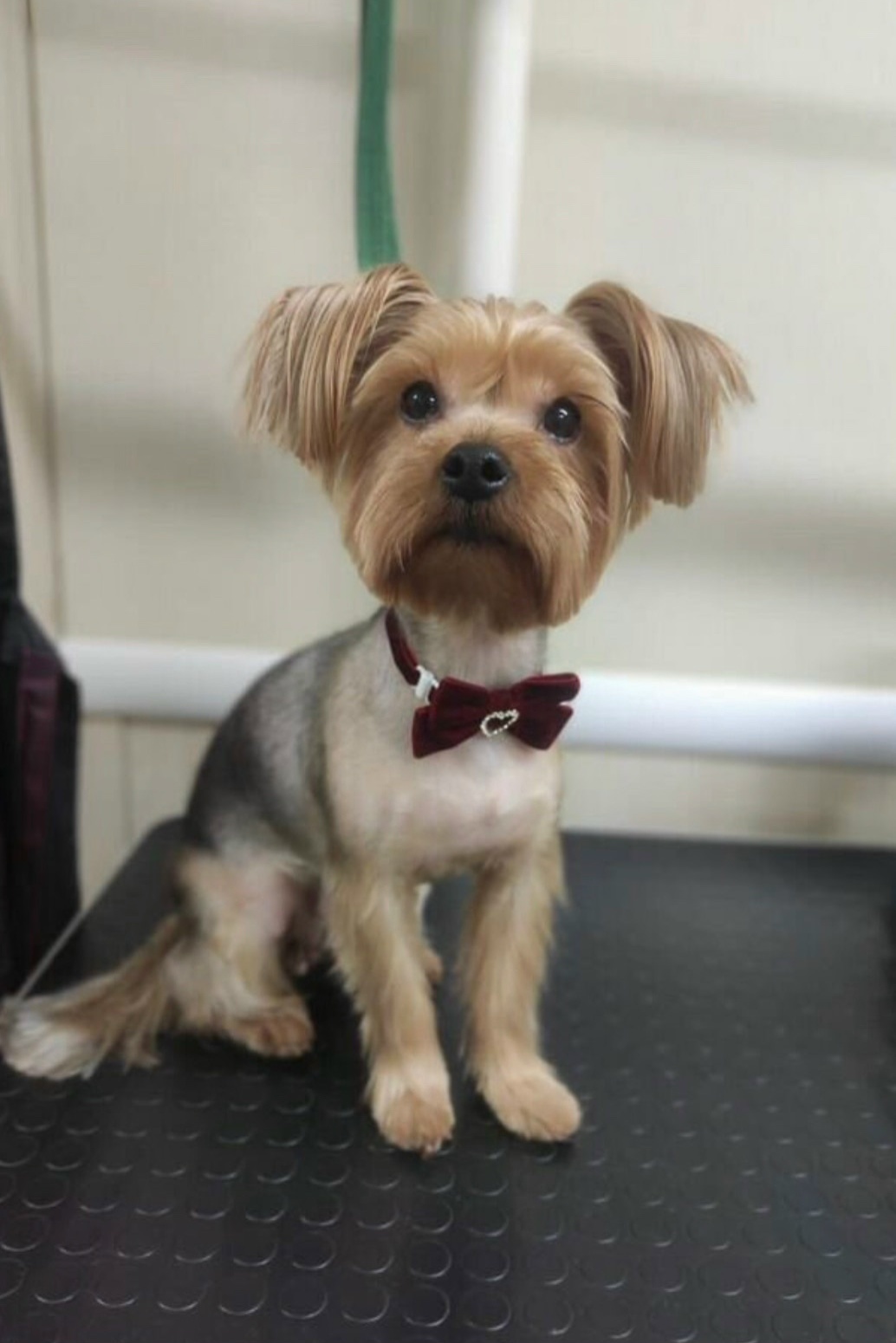 Пропала собака в Орле — фото объявления