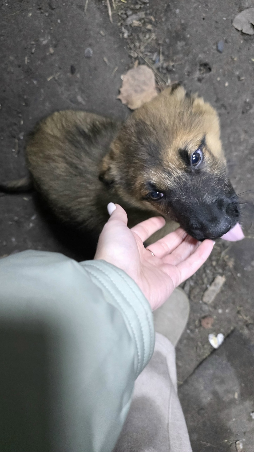 Пропала собака в Орле — фото объявления