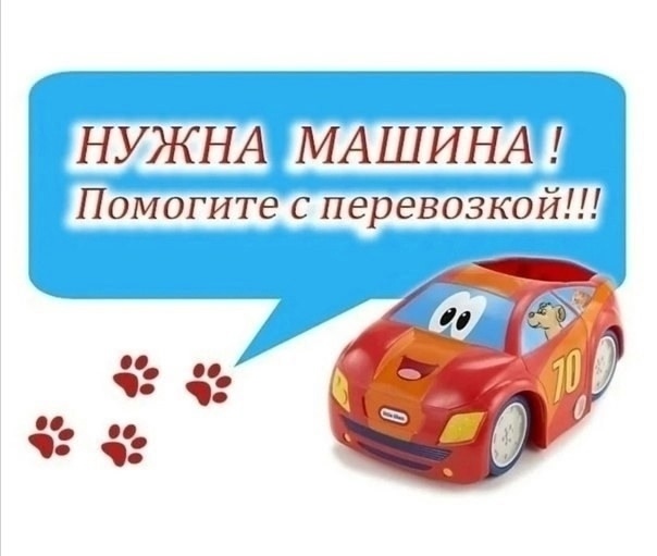 Найдена кошка в Орле — фото объявления