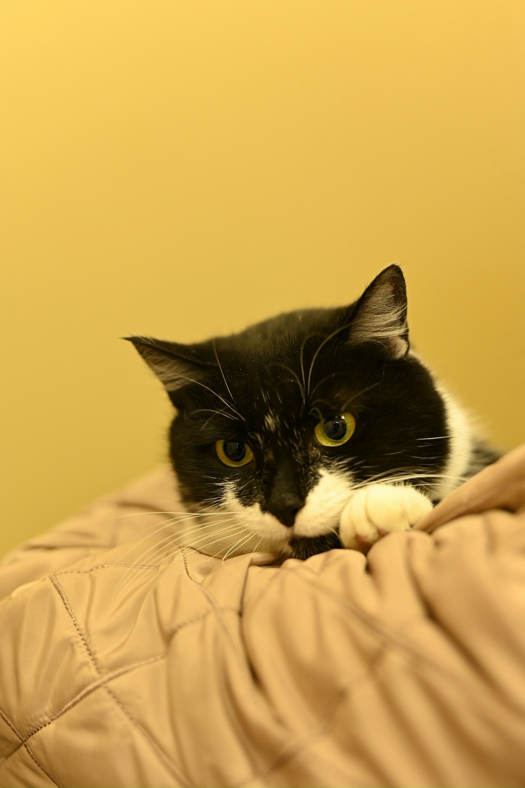 Найдена кошка в Орле — фото объявления