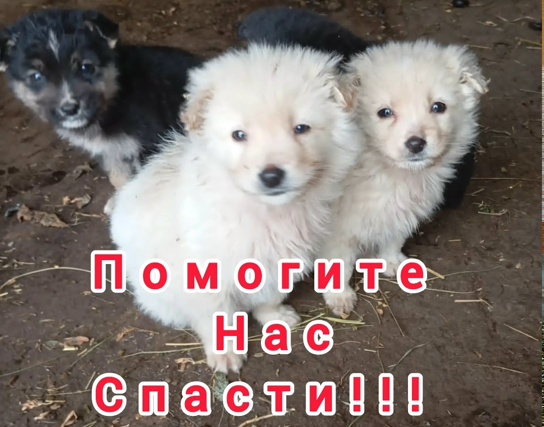 Пропала собака в Орле — фото объявления