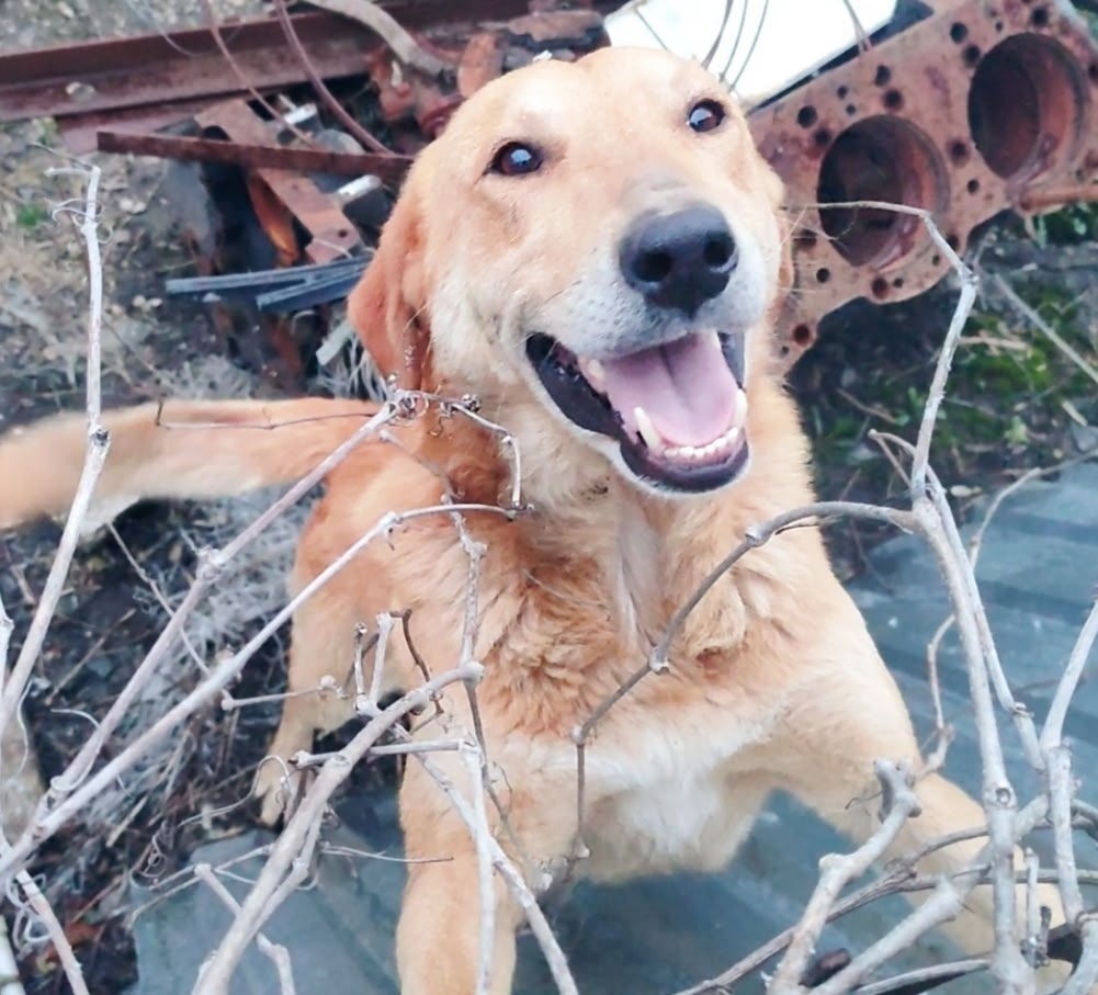 Пропала собака в Орле — фото объявления