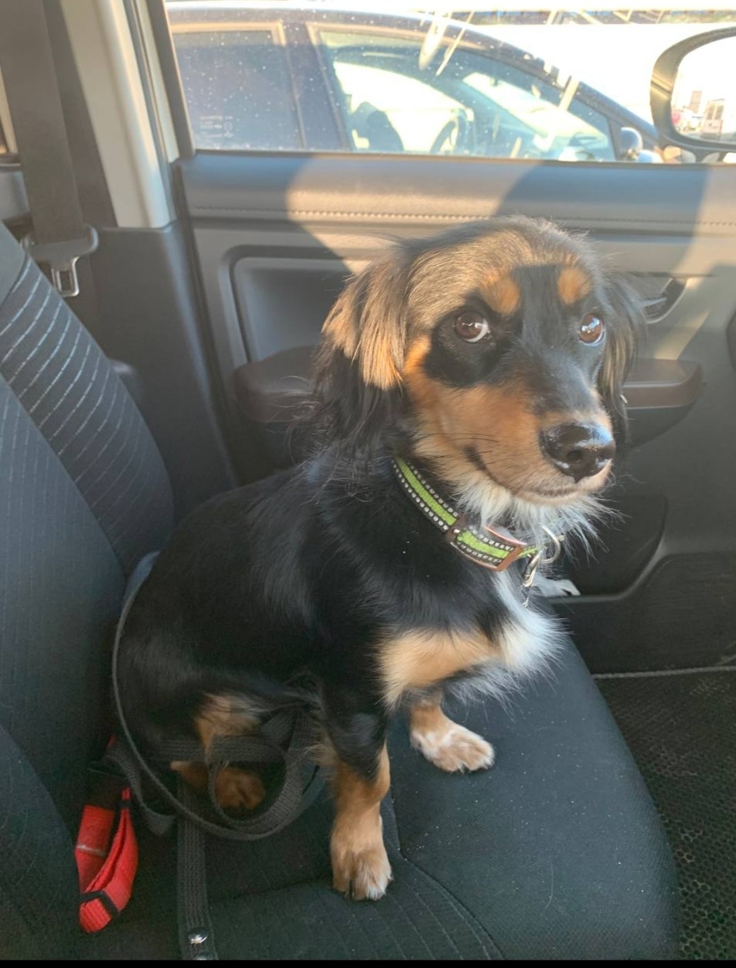 Найдена собака в Орле — фото объявления