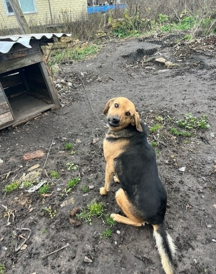 Пропала собака в Орле — фото объявления