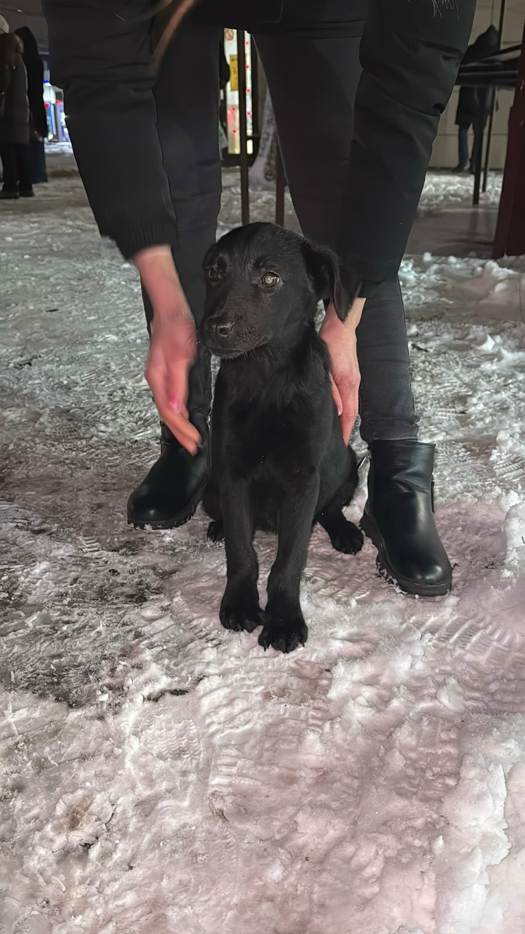 Найдена собака в Орле — фото объявления