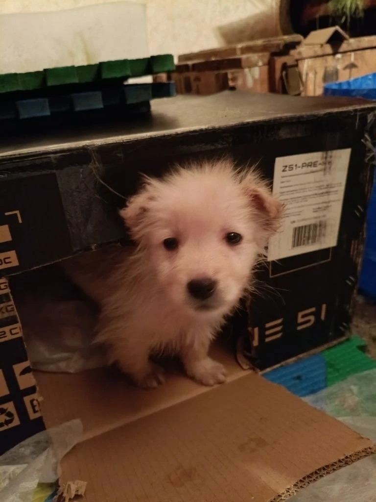 Найдена собака в Орле — фото объявления