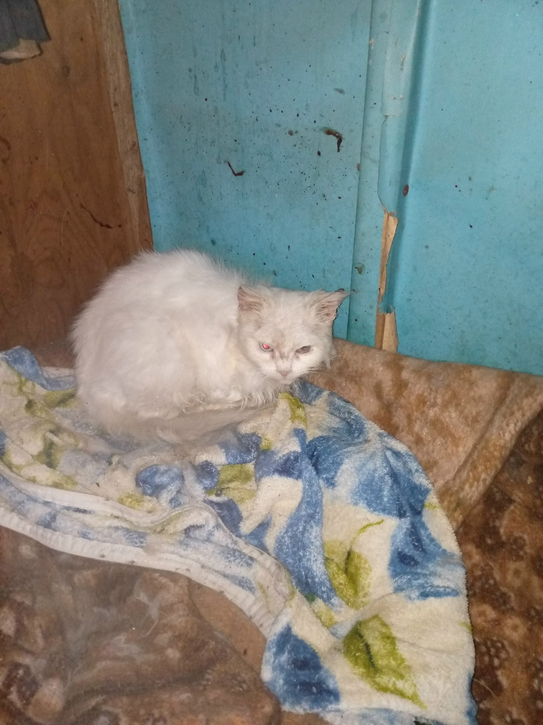 Найдена кошка в Орле — фото объявления