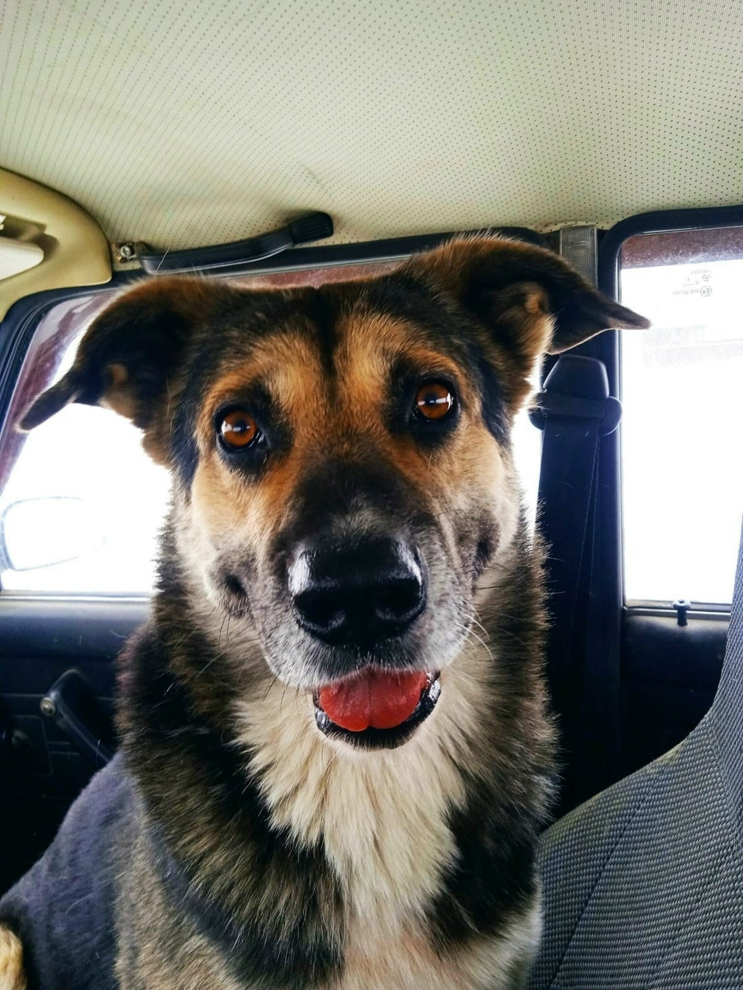 Пропала собака в Орле — фото объявления