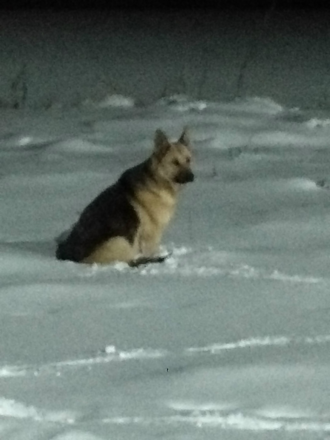 Найдена собака в Орле — фото объявления