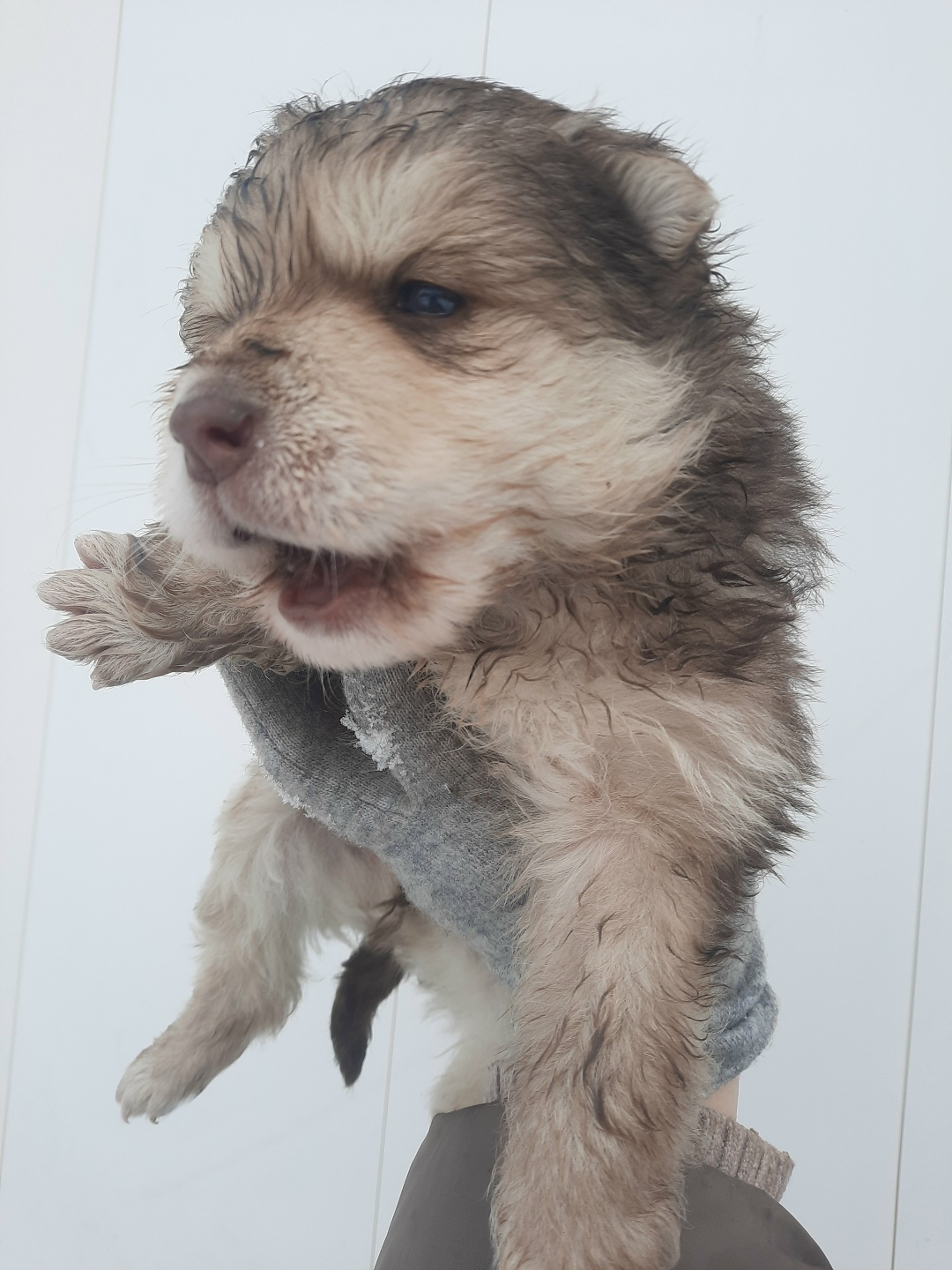 Найдена собака в Орле — фото объявления