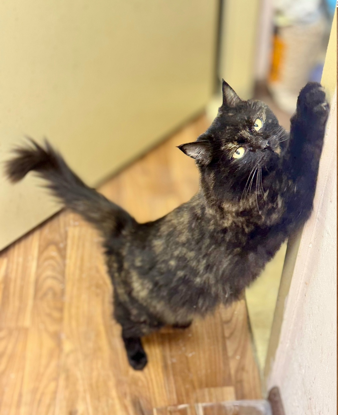 Найдена кошка в Орле — фото объявления