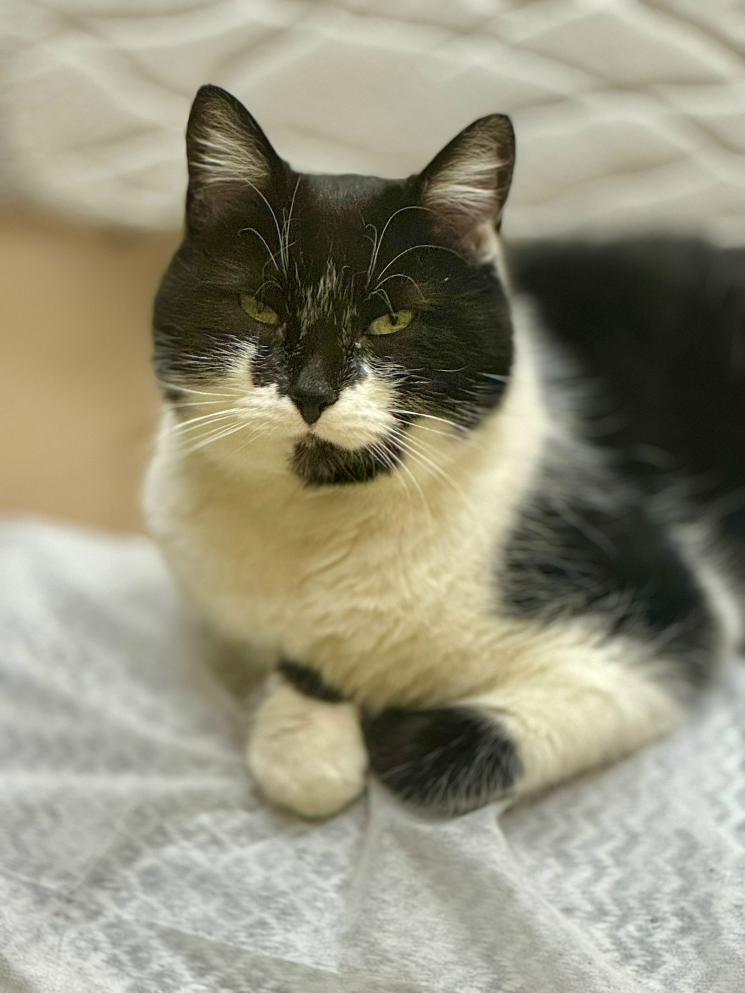 Найдена кошка в Орле — фото объявления