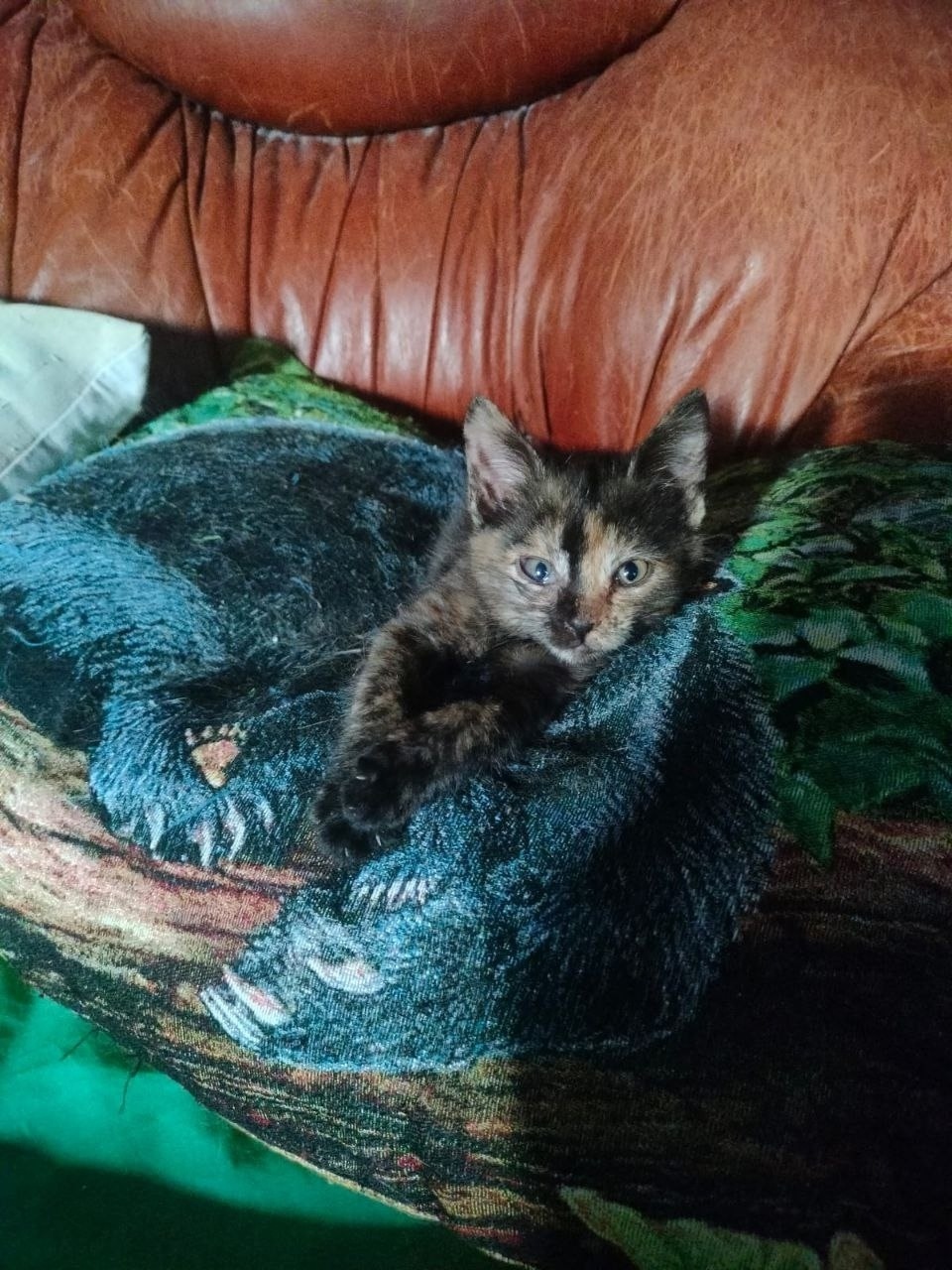 Найдена собака в Орле — фото объявления