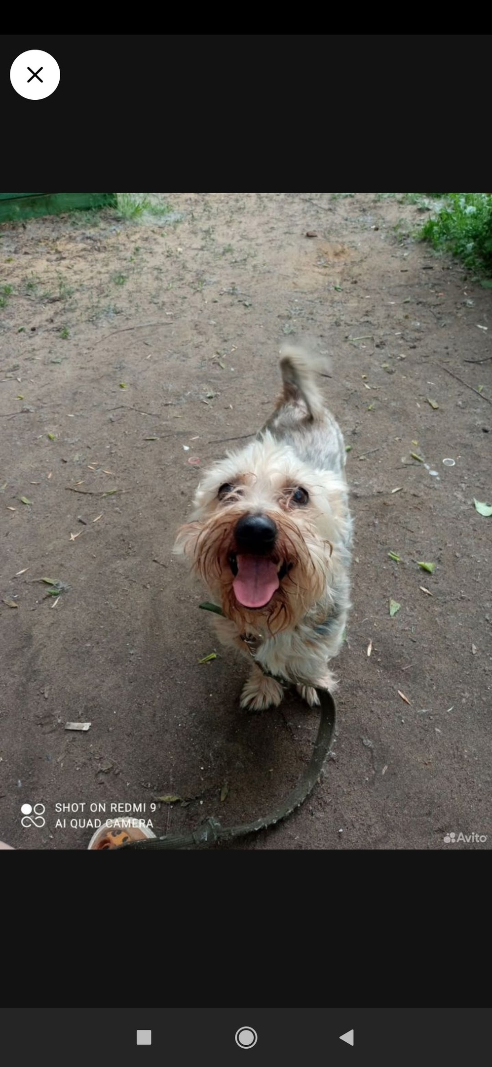Пропала собака в Орле — фото объявления