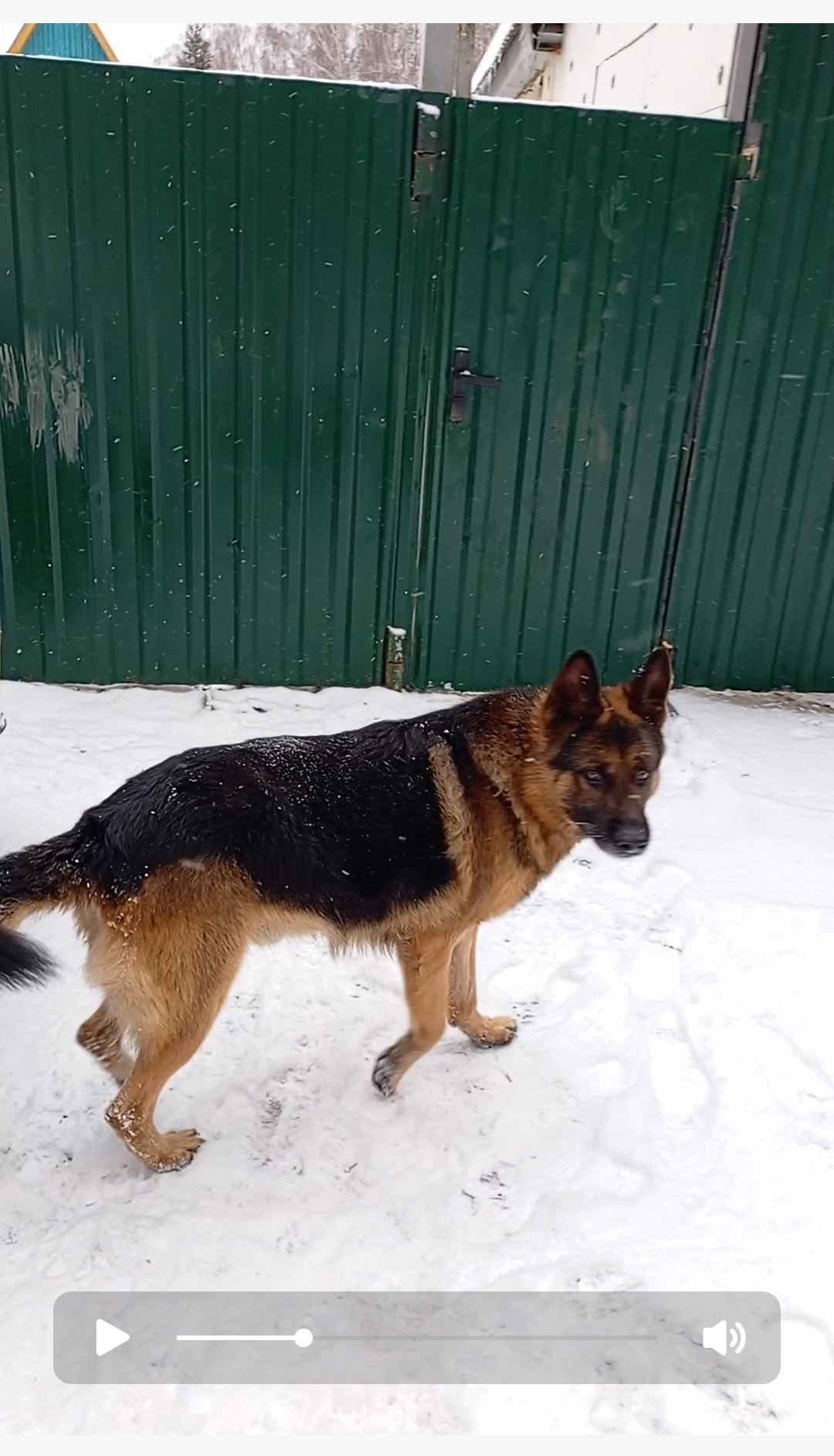 Пропала собака в Орле — фото объявления