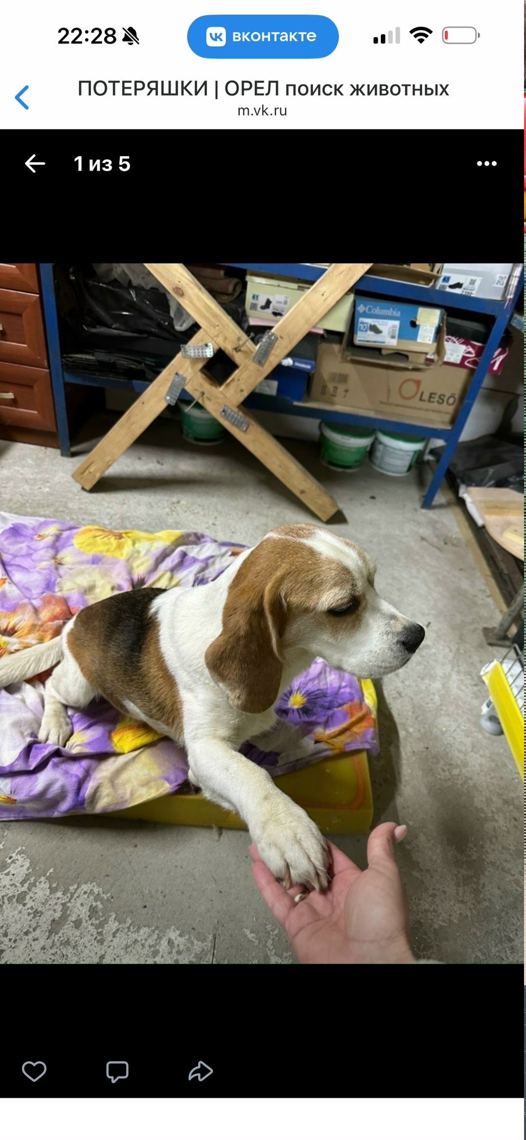 Найдена собака в Орле — фото объявления