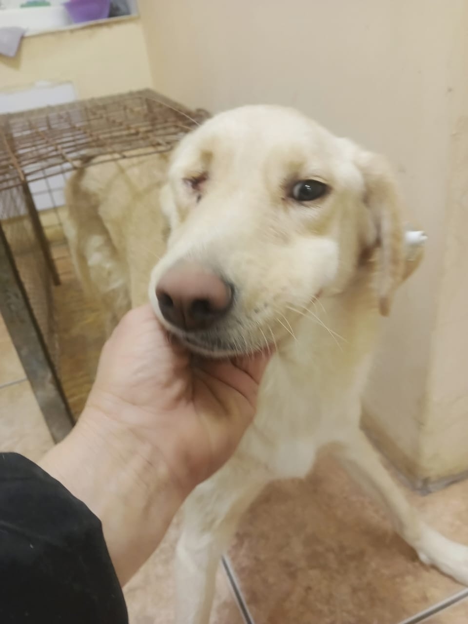 Пропала собака в Орле — фото объявления