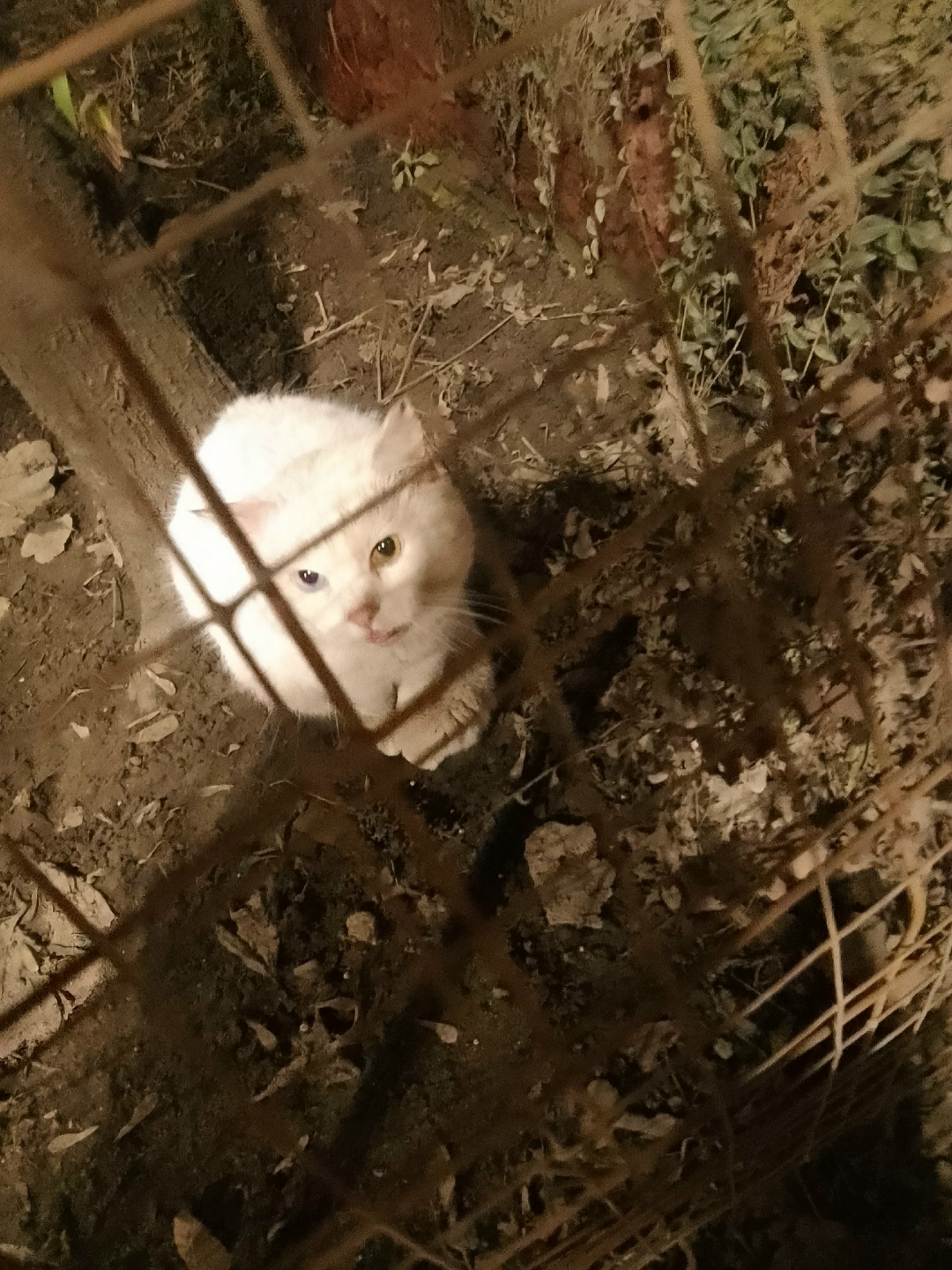 Пропала кошка в Орле — фото объявления