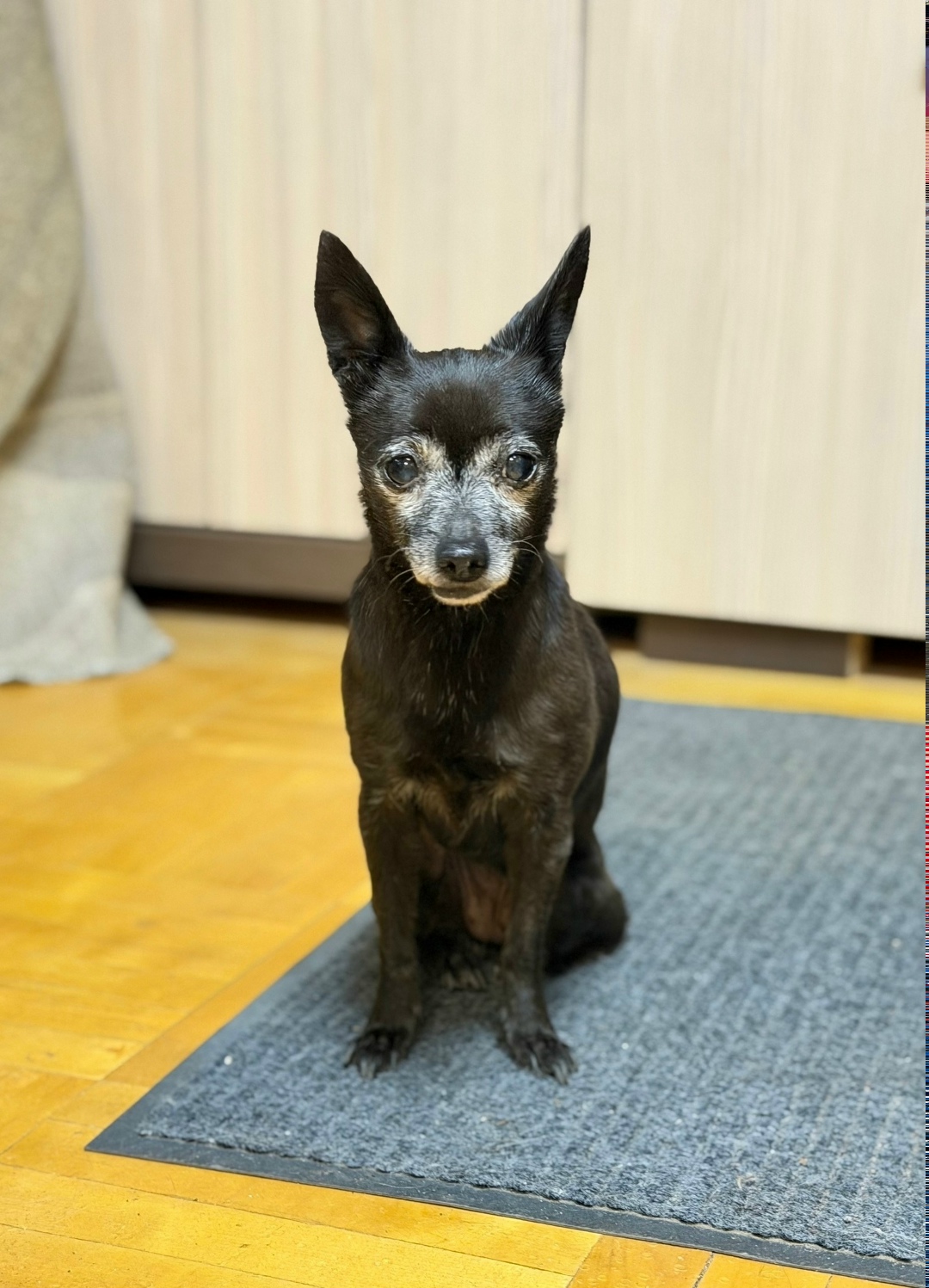 Найдена собака в Орле — фото объявления