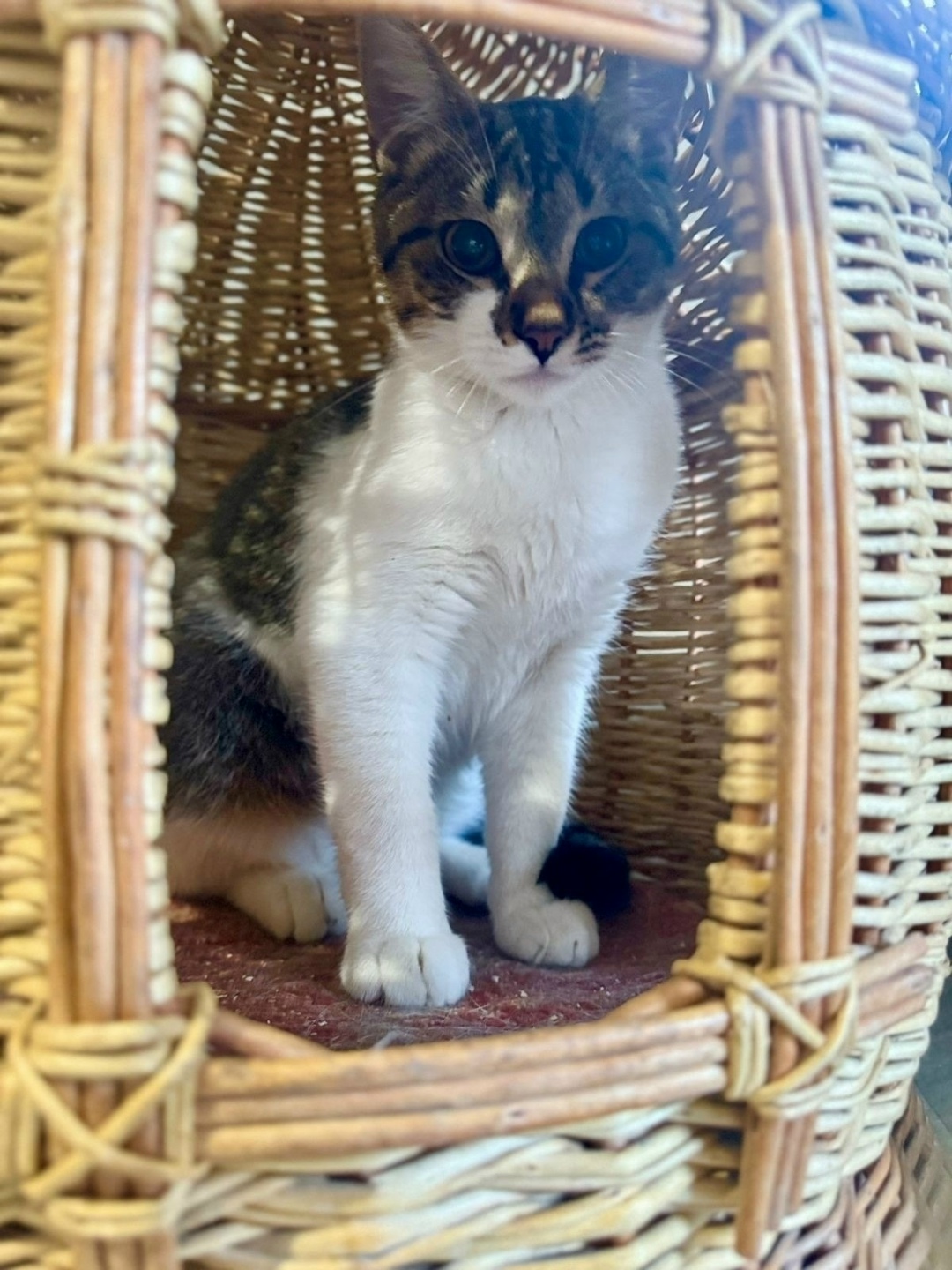 Найдена кошка в Орле — фото объявления