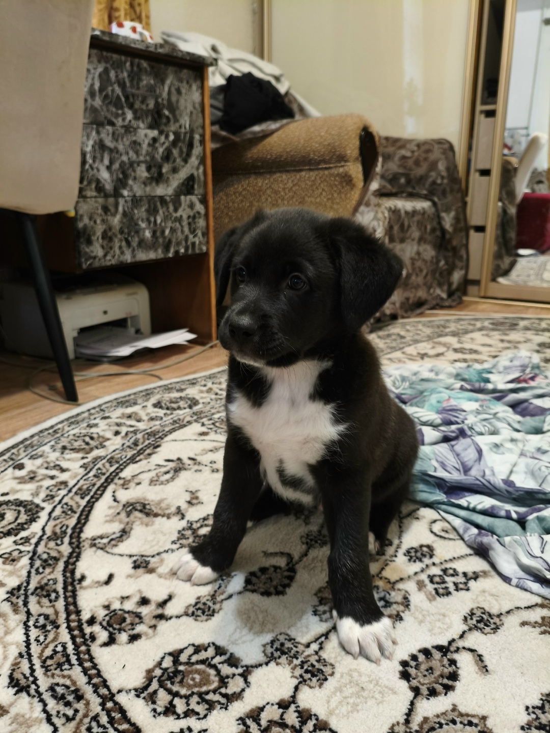 Найдена собака в Коломне — фото объявления