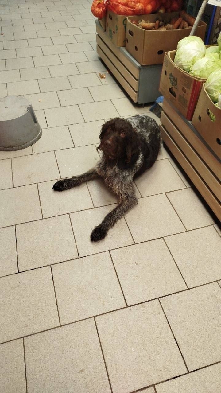 Пропала собака в Коломне — фото объявления