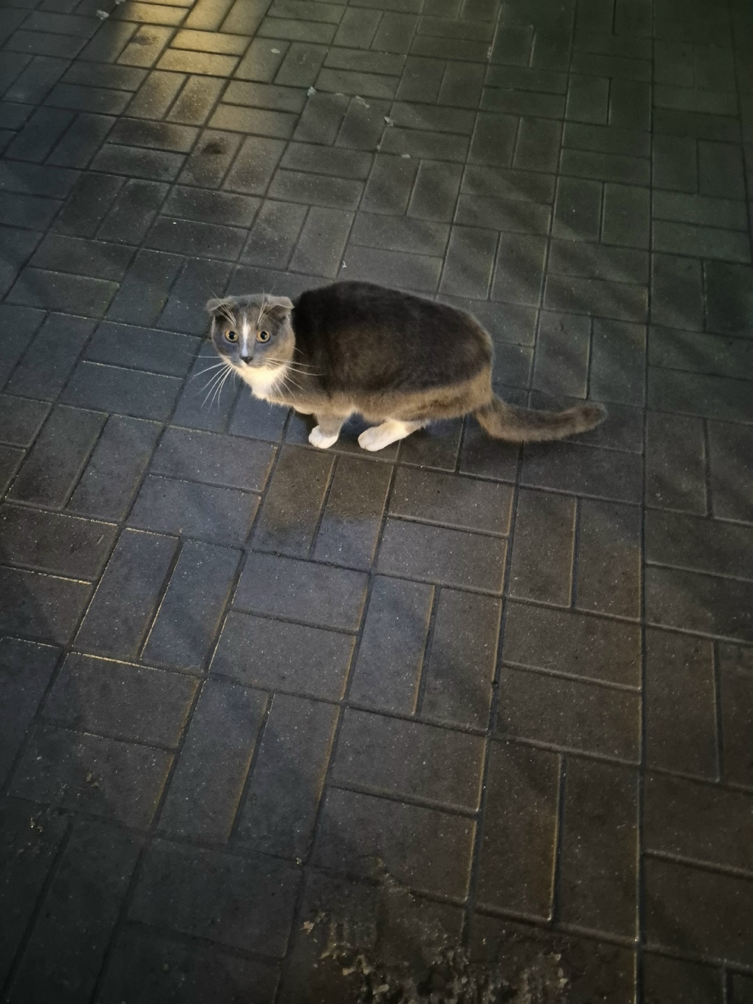 Найдена кошка в Коломне — фото объявления