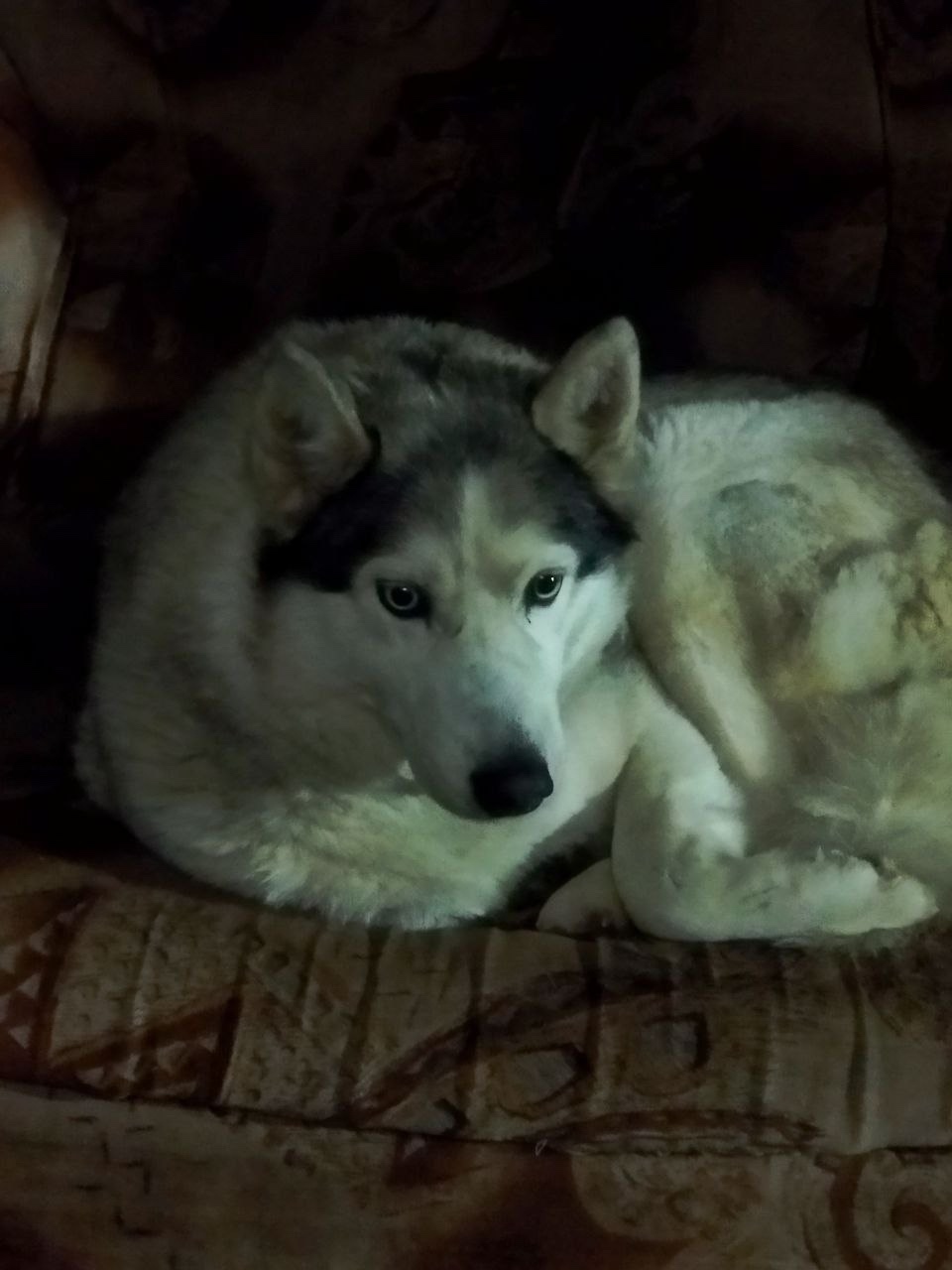 Найдена собака в Коломне — фото объявления