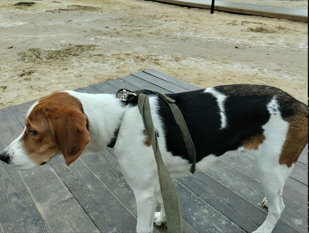 Найдена собака в Коломне — фото объявления