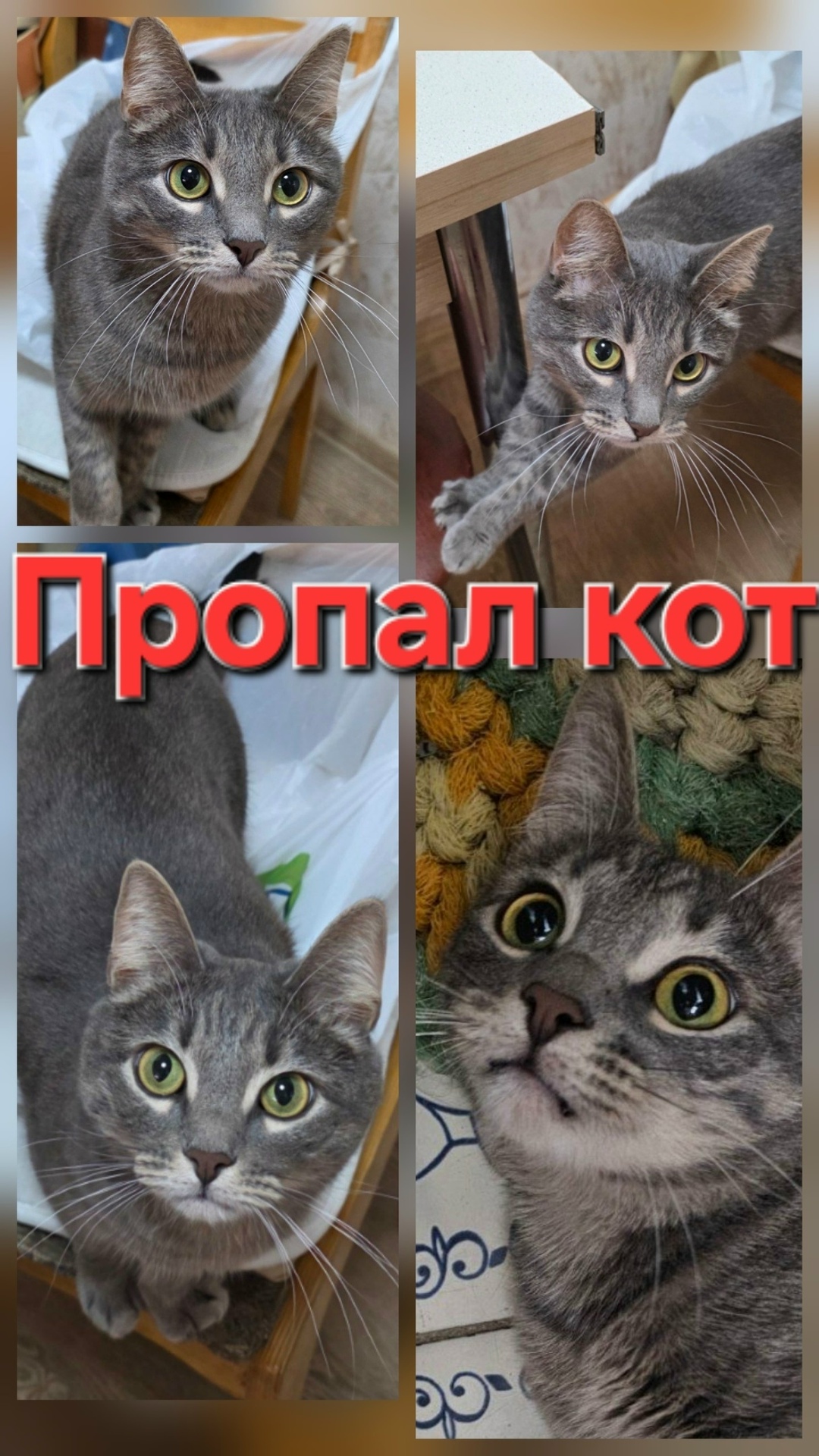 Пропала кошка в Коломне — фото объявления