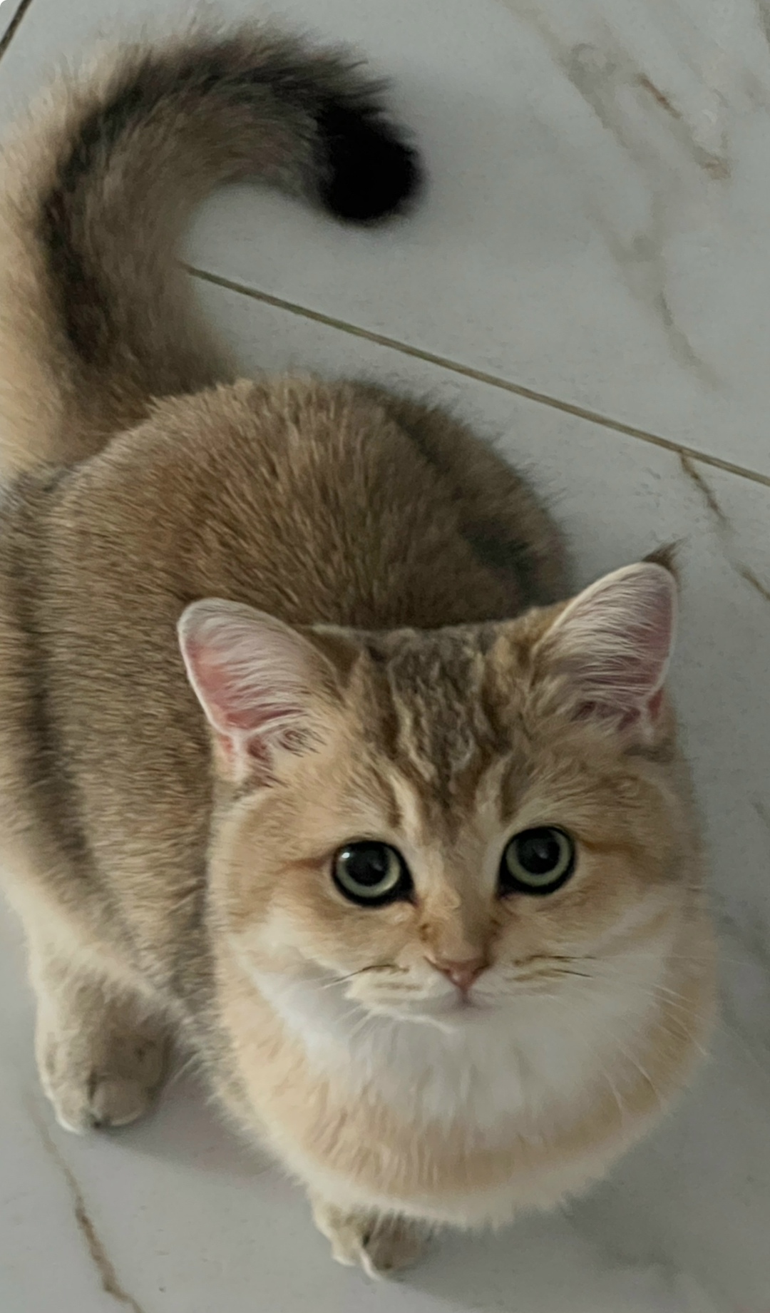 Пропала кошка в Коломне — фото объявления