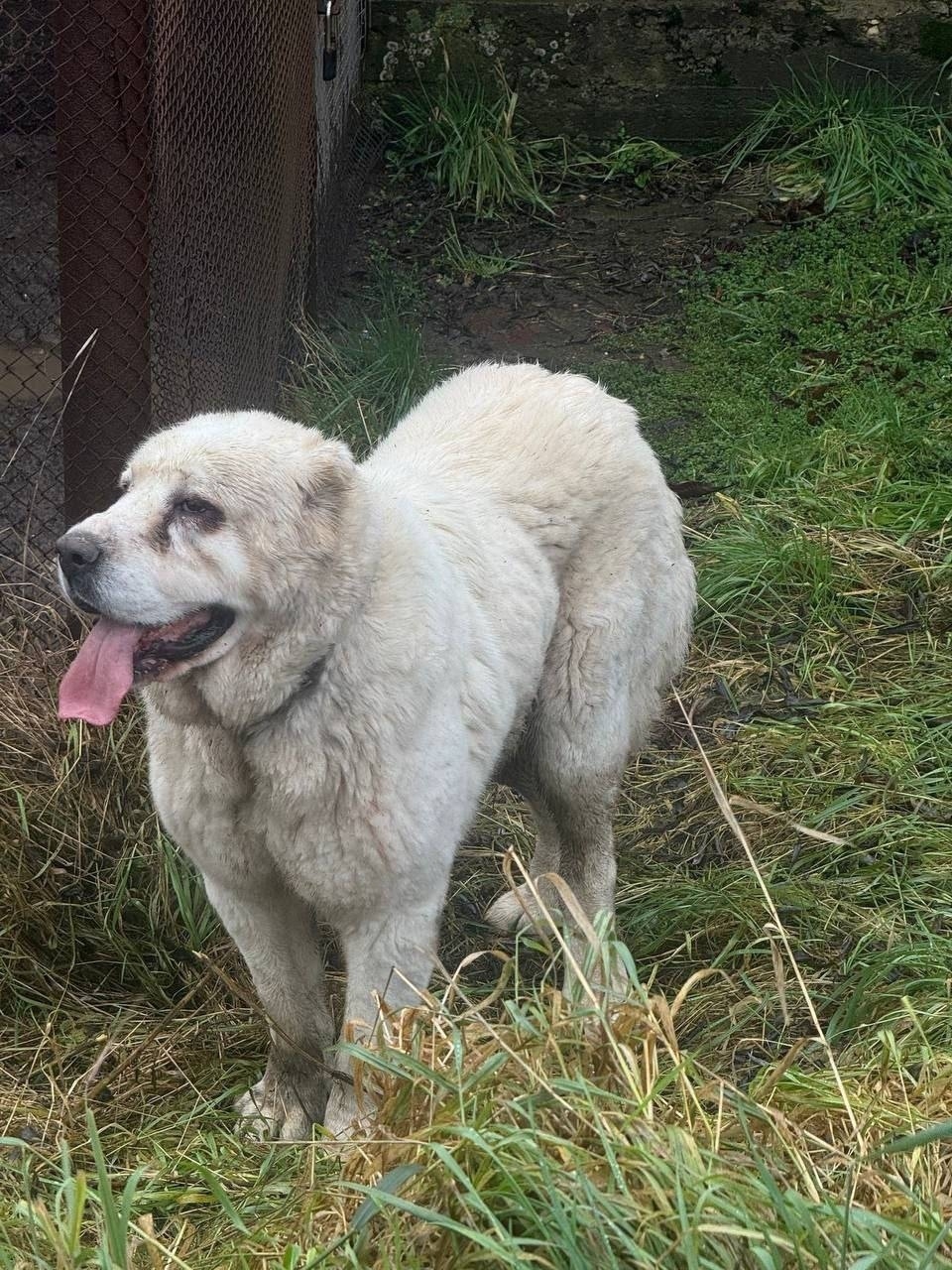Найдена собака в Коломне — фото объявления