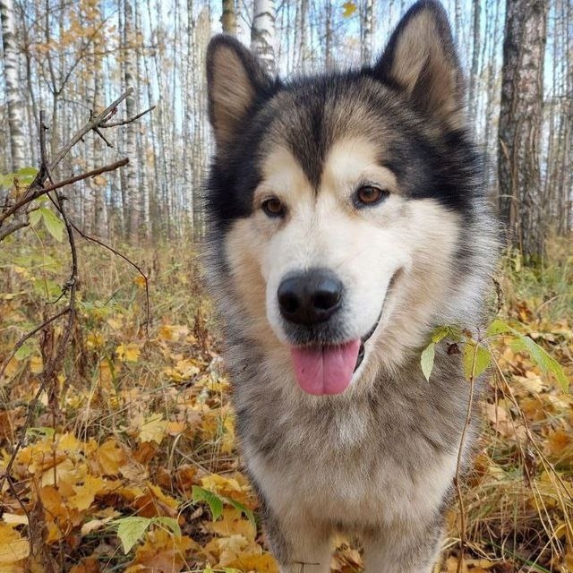 Пропала собака в Коломне — фото объявления
