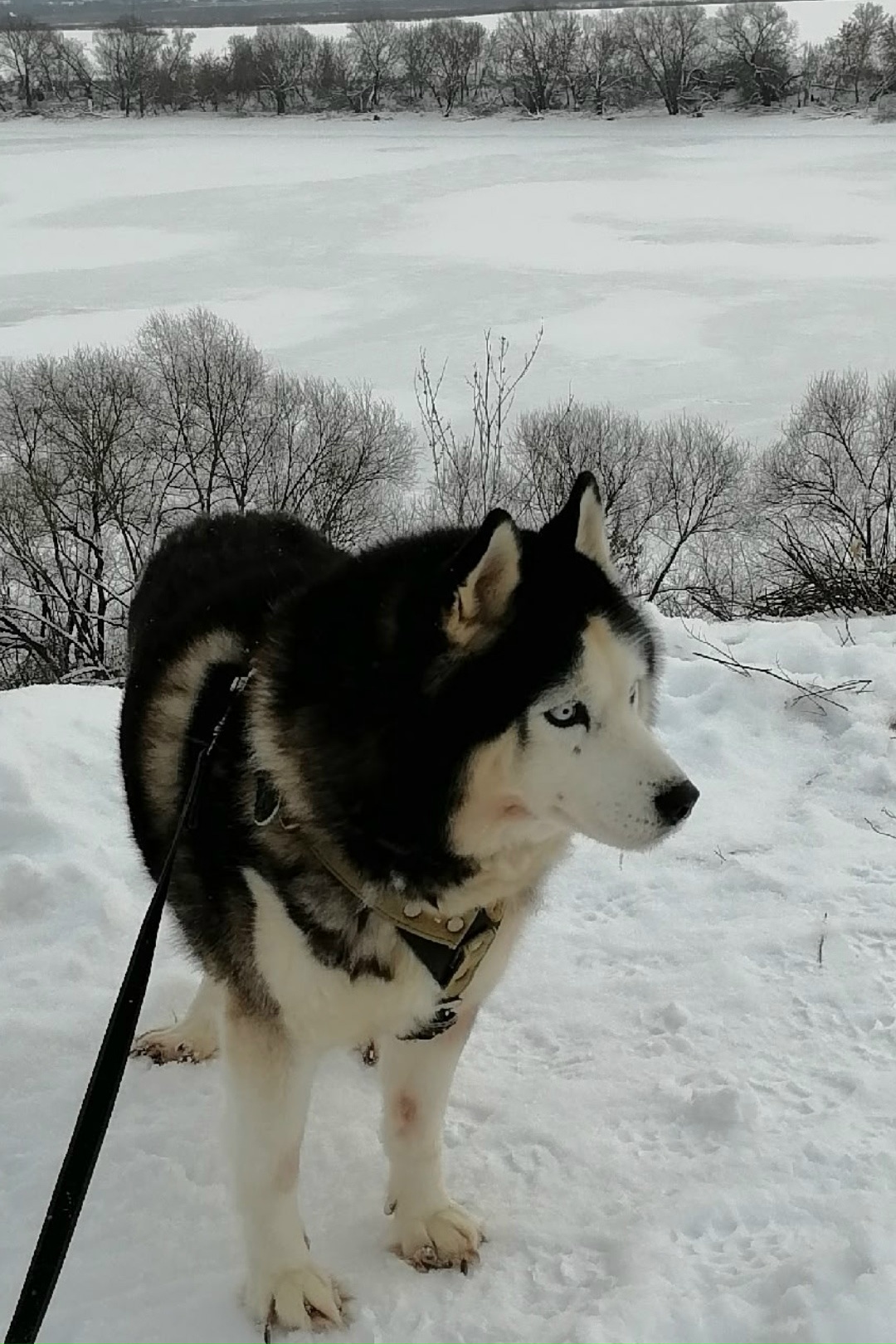 Пропала собака в Коломне — фото объявления