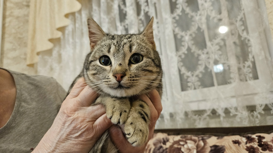 Найдена кошка в Коломне — фото объявления