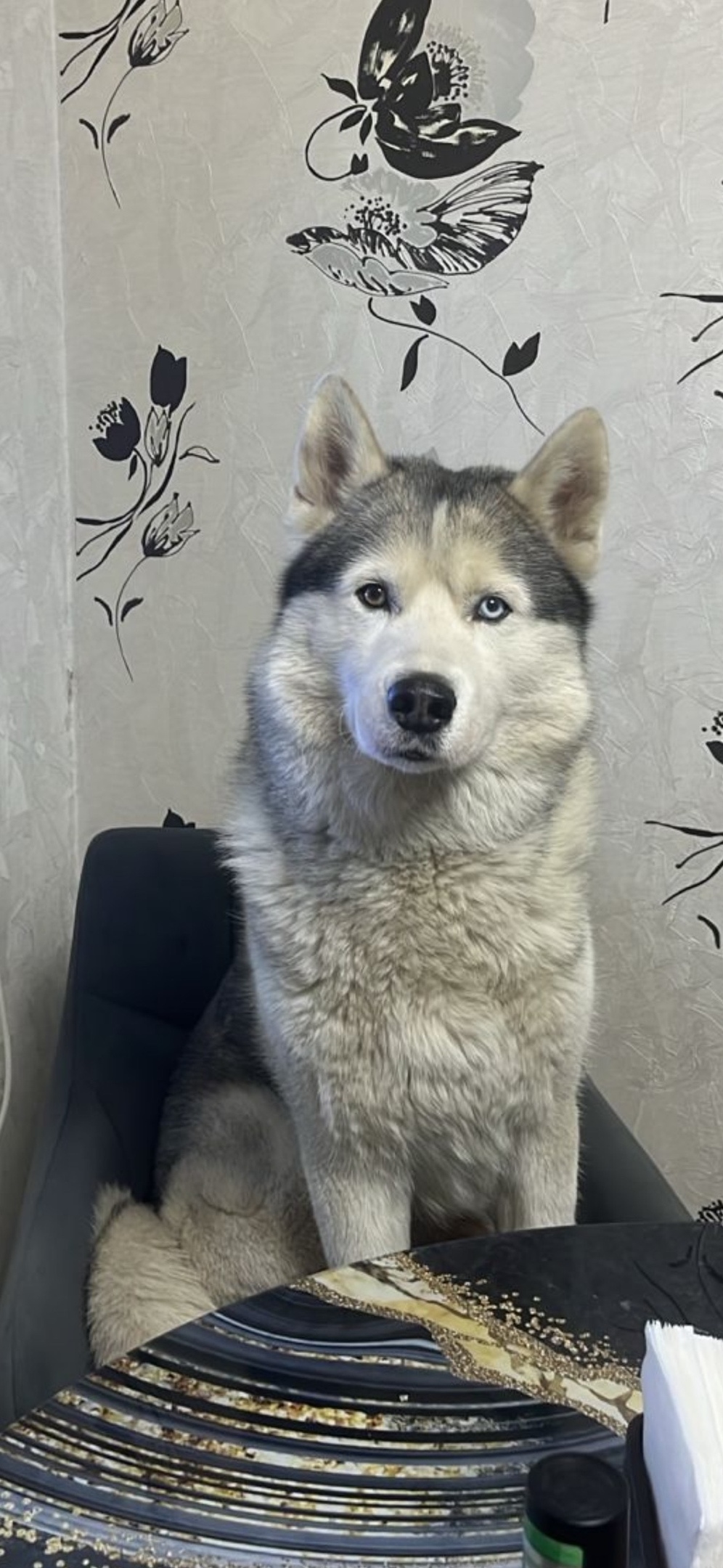 Пропала собака в Коломне — фото объявления